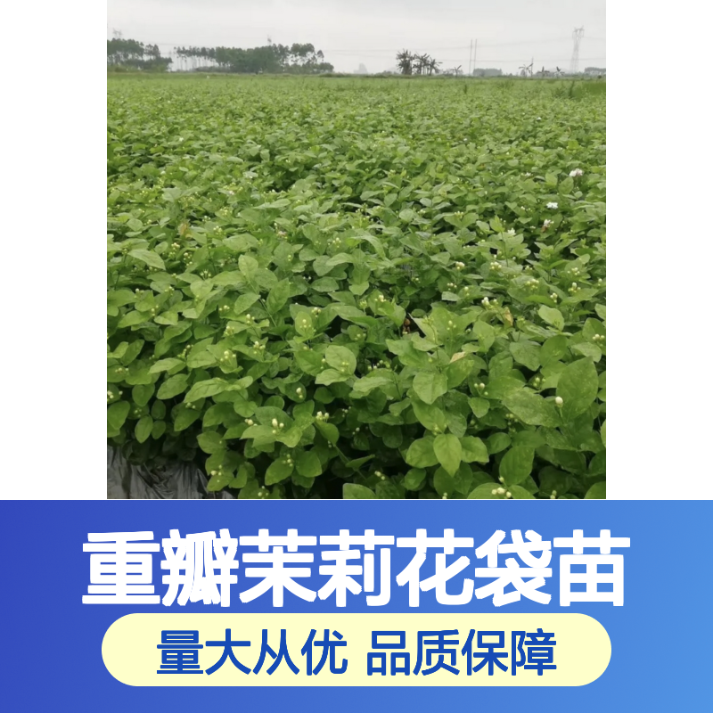 重瓣茉莉花袋苗 盆栽花卉优选 观赏价高 有机培养