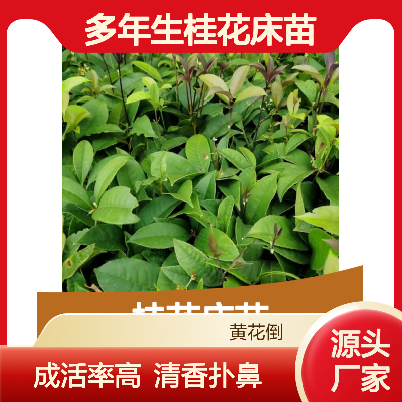 多年生桂花床苗 根系发达成活高 清香扑鼻 适应性强