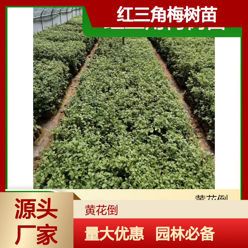 红三角梅树苗 园林优选 色泽鲜艳 专业种植 技术领先