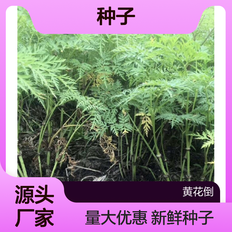 当年新收芎藭种子 产地一手货源免费技术指导