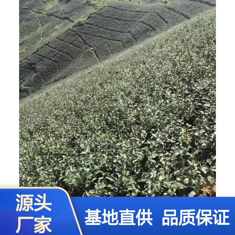 巴戟天树苗 良种苗基地直供 适应性强 土质疏松