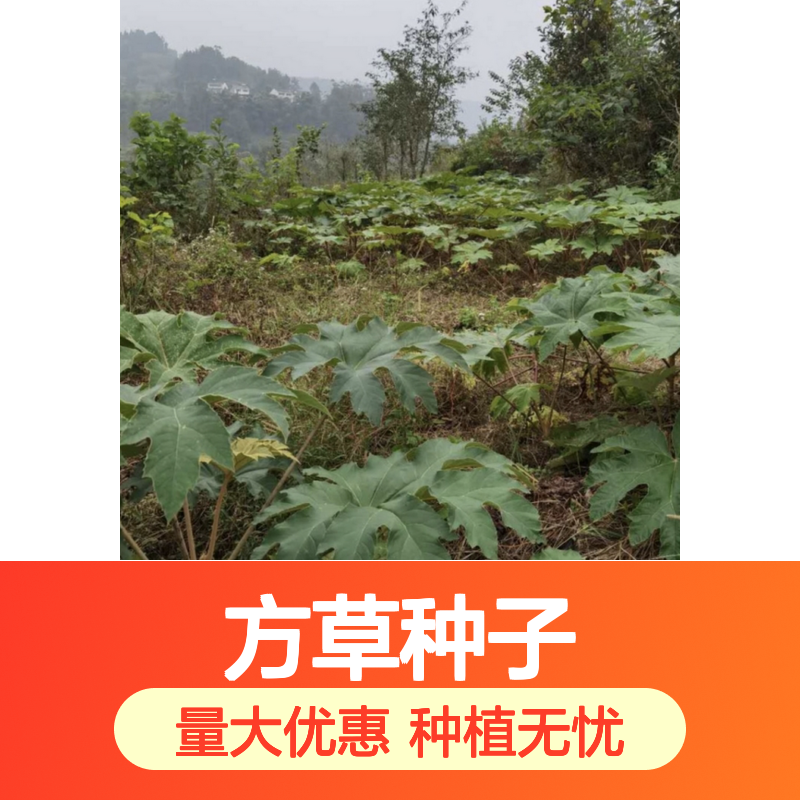 当年新采方草种子 自产自销技术指导 品质保证