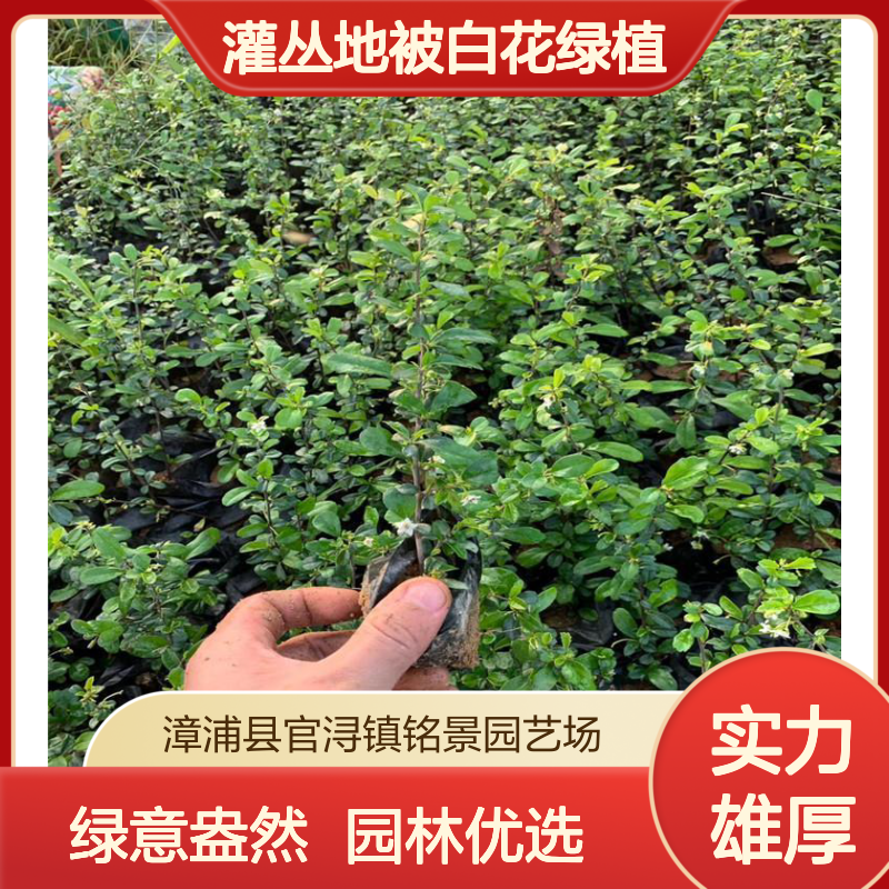 铭景福 建茶苗 龙枝型30cm高 露地栽培 园林绿化灌丛地被白花绿植