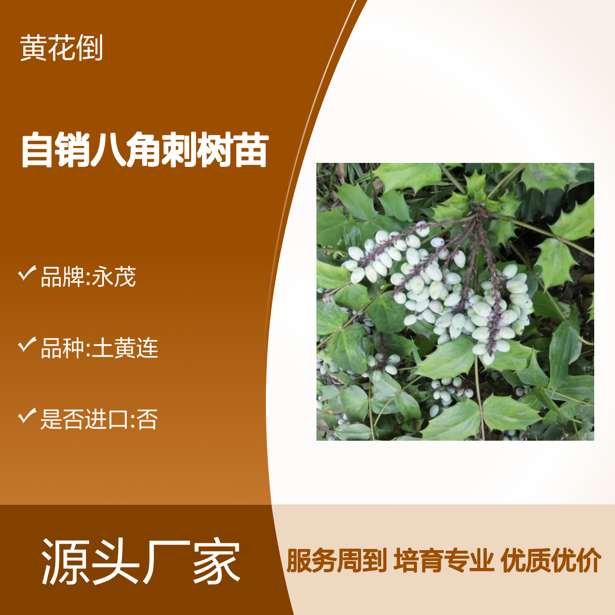 自产自销八角刺树苗 园林植物常绿灌木 品质优良