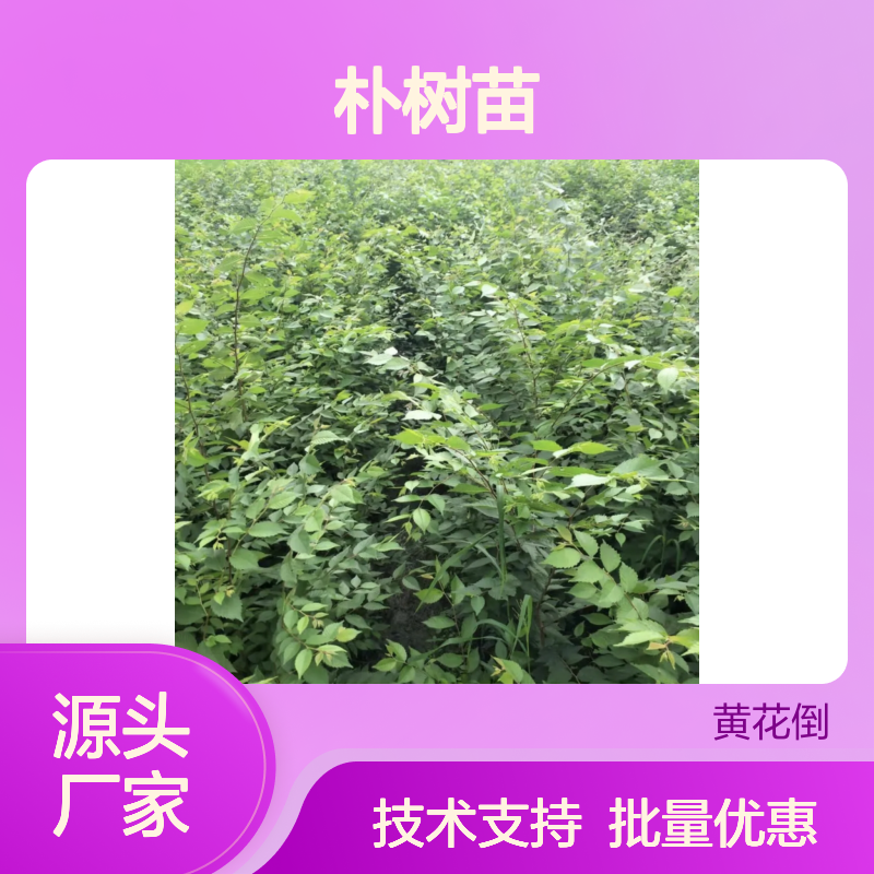 朴树苗基地直供 朴树种植专家 品质优良 用途广泛