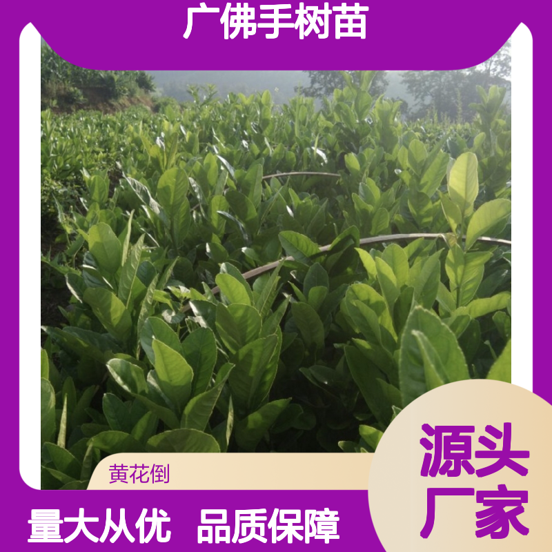广佛手树苗 批发供应 观赏价值高 香气四溢 挂果持久