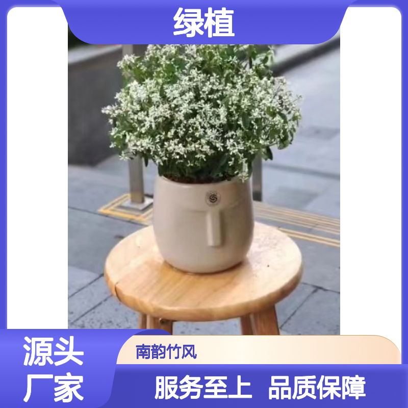 绿植租摆专家 南韵竹风多年经验 成活率高 服务全面