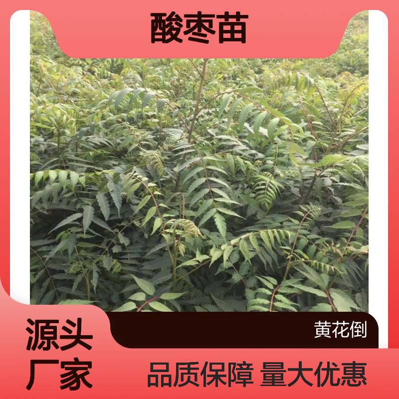 精选南酸枣苗 种植园直供 生长迅速 阳光喜爱 耐寒耐阴