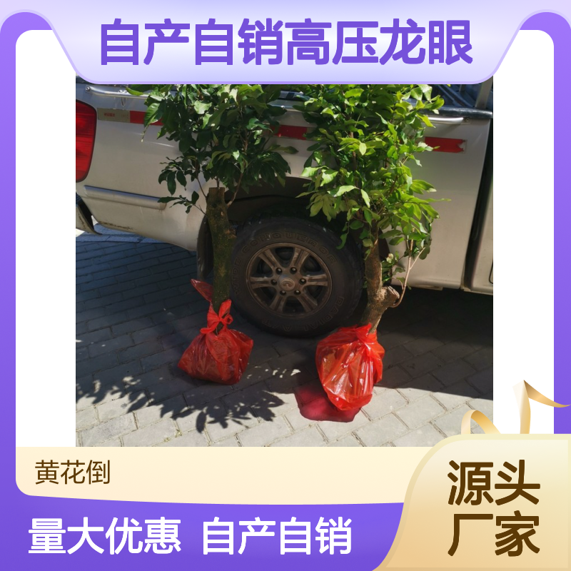 自产自销高压龙眼直生树苗 种植成本低可控 荒山农田均可种植