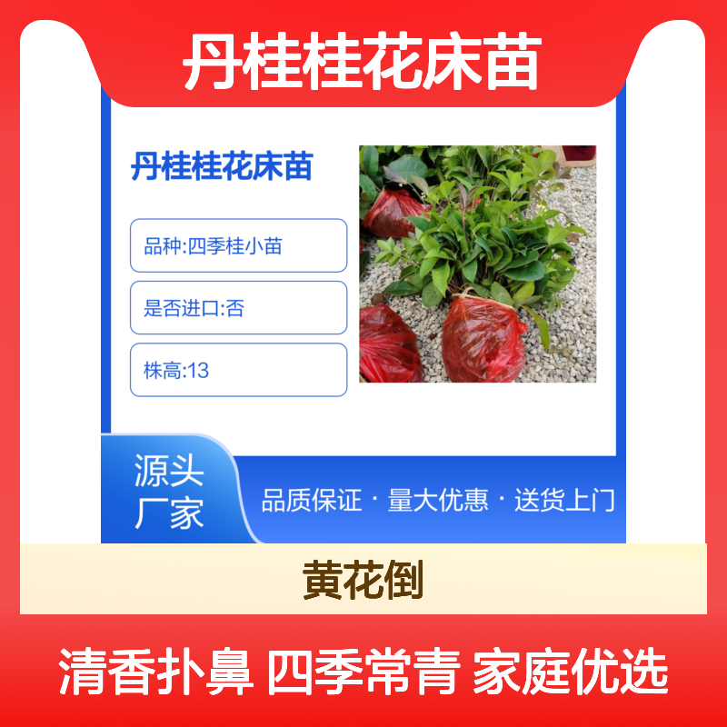 丹桂桂花床苗 四季桂 家庭种植优选 清香扑鼻 适应性强