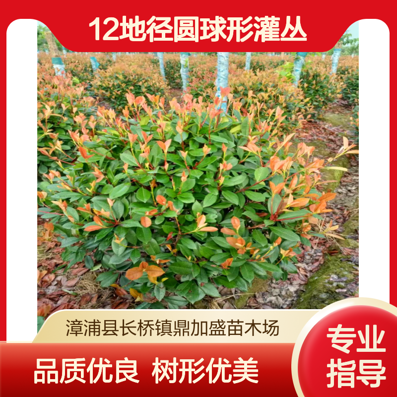 鼎加盛苗圃红叶石楠球 12地径圆球形灌丛 3.5年树龄漳 州产常色叶