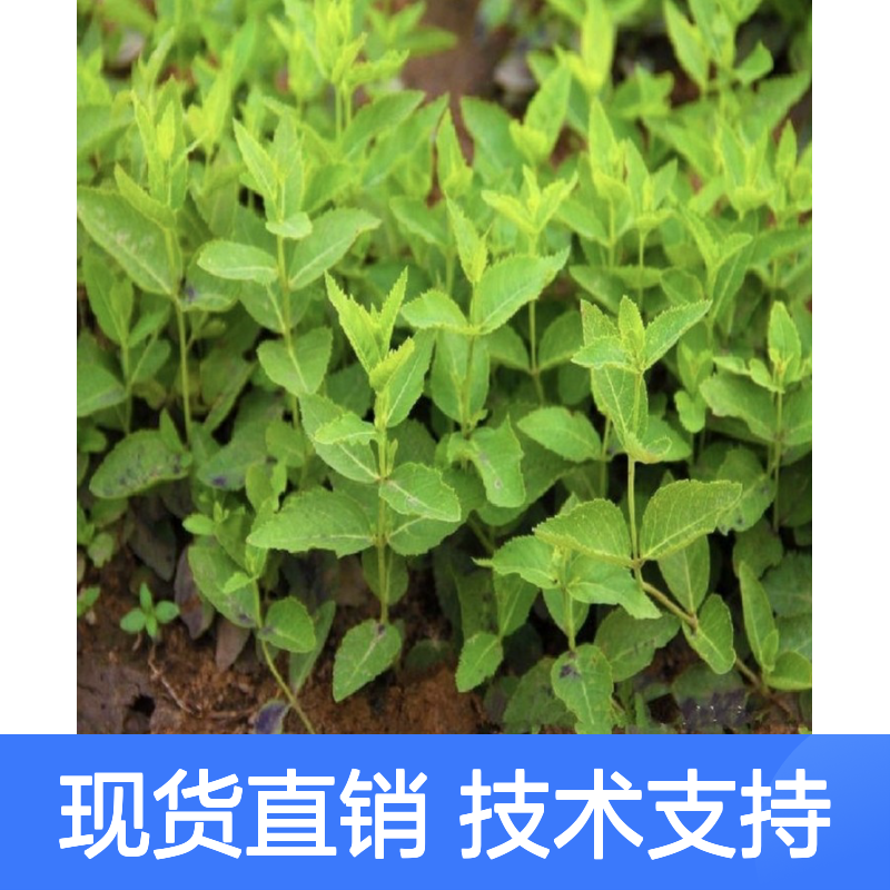 当年纯新桔梗种子 种植方法详解 技术指导 发芽率高