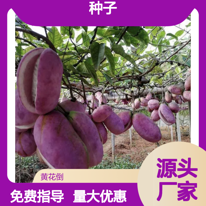 精选过筛王老八九月瓜种子 基地直供 抗病极强