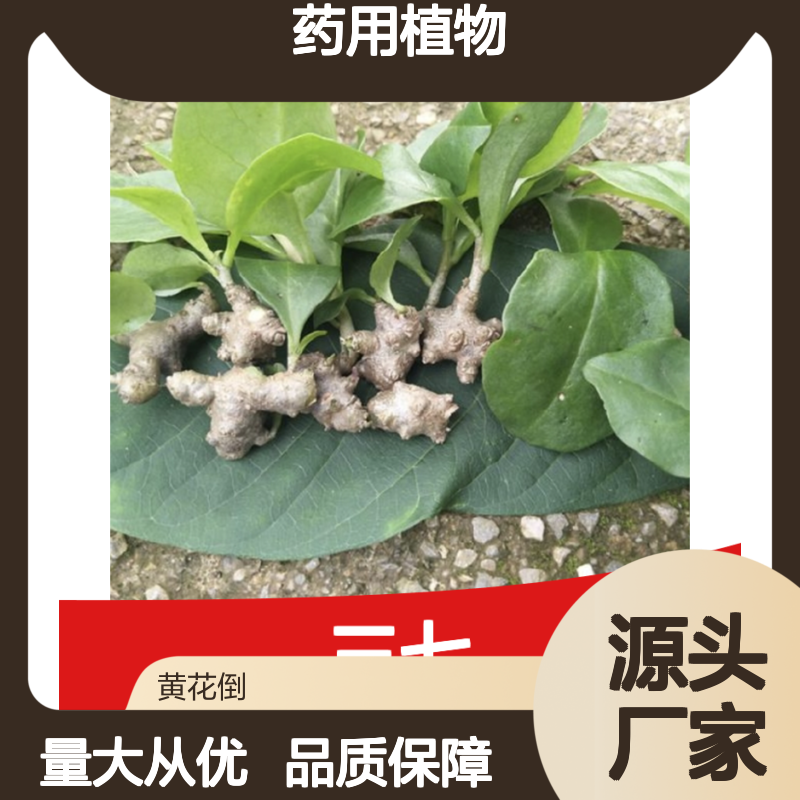 三七药用植物 百亩基地直供 高产优选 技术领先