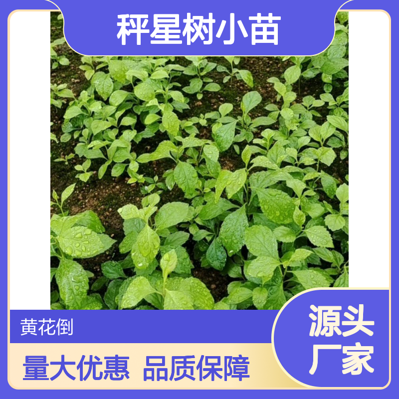 秤星树小苗 落叶灌木植物 品质优良 生长旺盛 适应性强