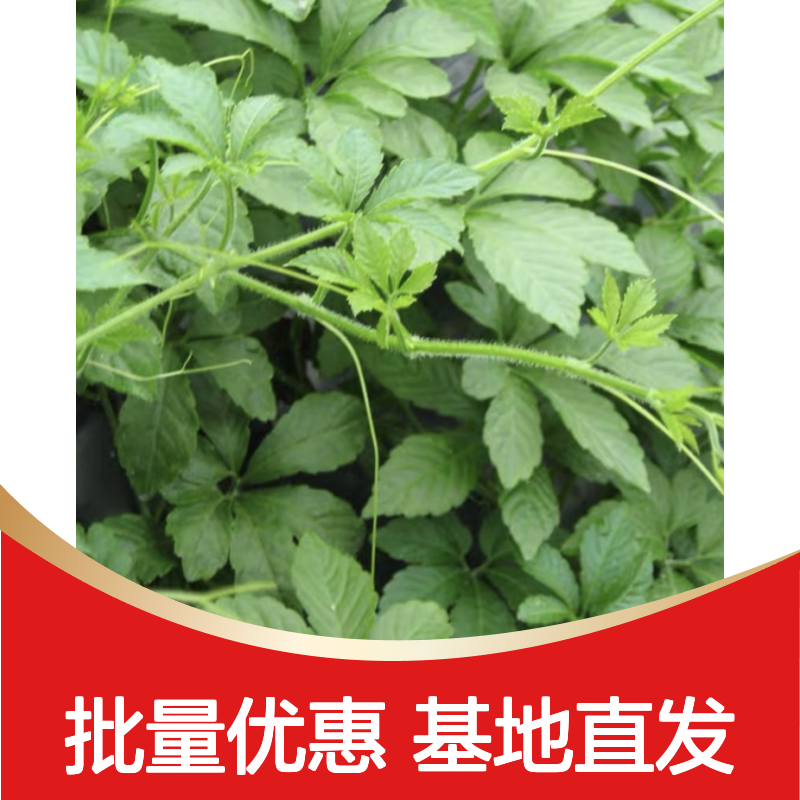 绞股蓝种苗 基地直供 批发优选 生长旺盛 适应性强