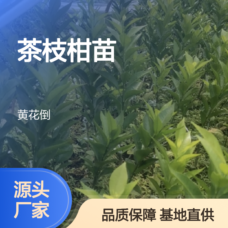 茶枝柑苗大种油身品系 种植基地直供 批发优惠