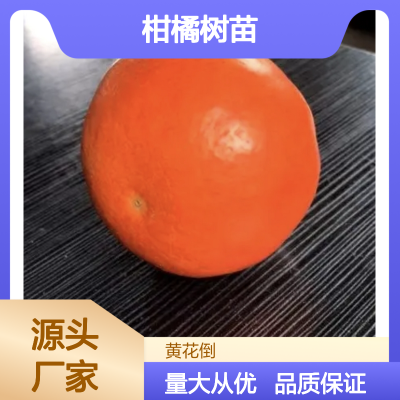 爱媛38号柑橘树苗 早熟杂柑品种 脆嫩化渣 水份充足