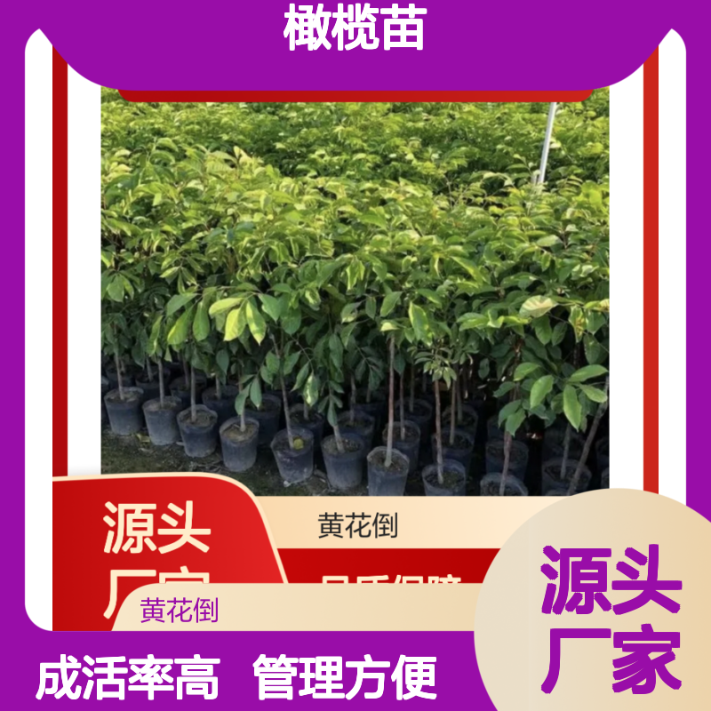 精选甜橄榄苗 种植园直供 成活率高 管理方便 深受认可