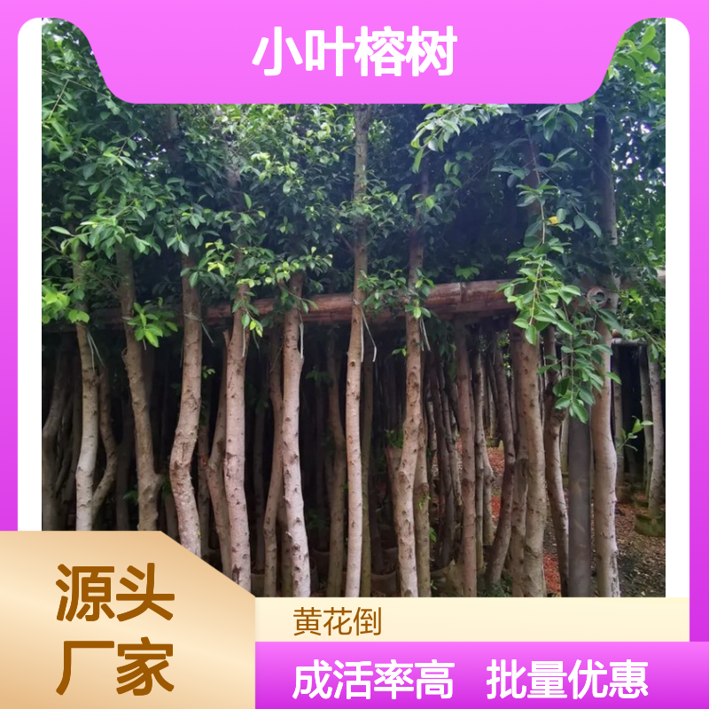 产地批发小叶榕树多年生根系发达 成活高规格齐全