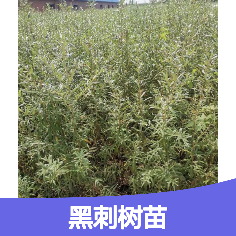 黑刺树苗 基地批发 包教种植管理 品质可靠 技术指导