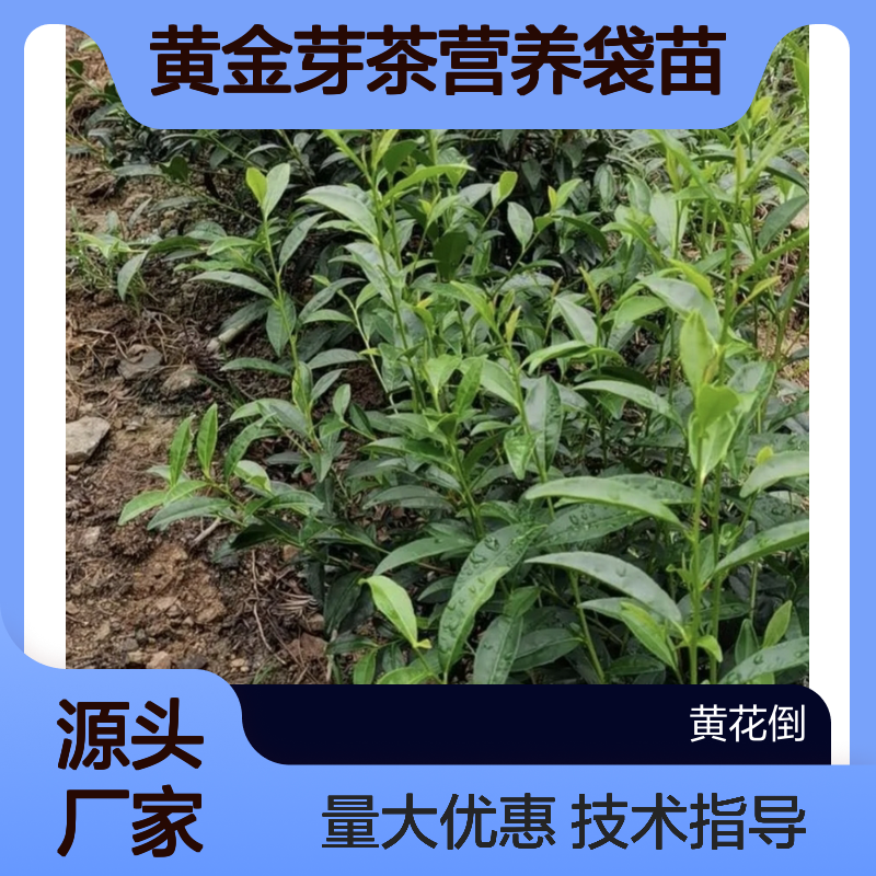 产地批发黄金芽茶营养袋苗 全程技术指导十几年苗木培育经验