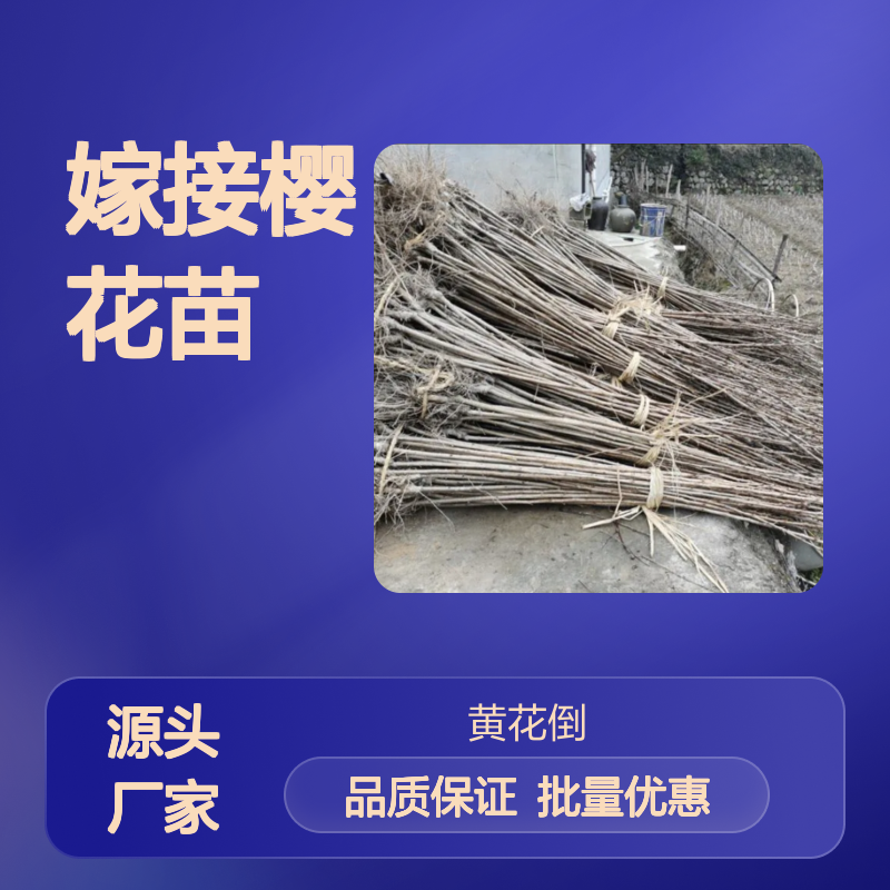 精选嫁接樱花苗 庭院园林优选 观赏性强 历史悠久