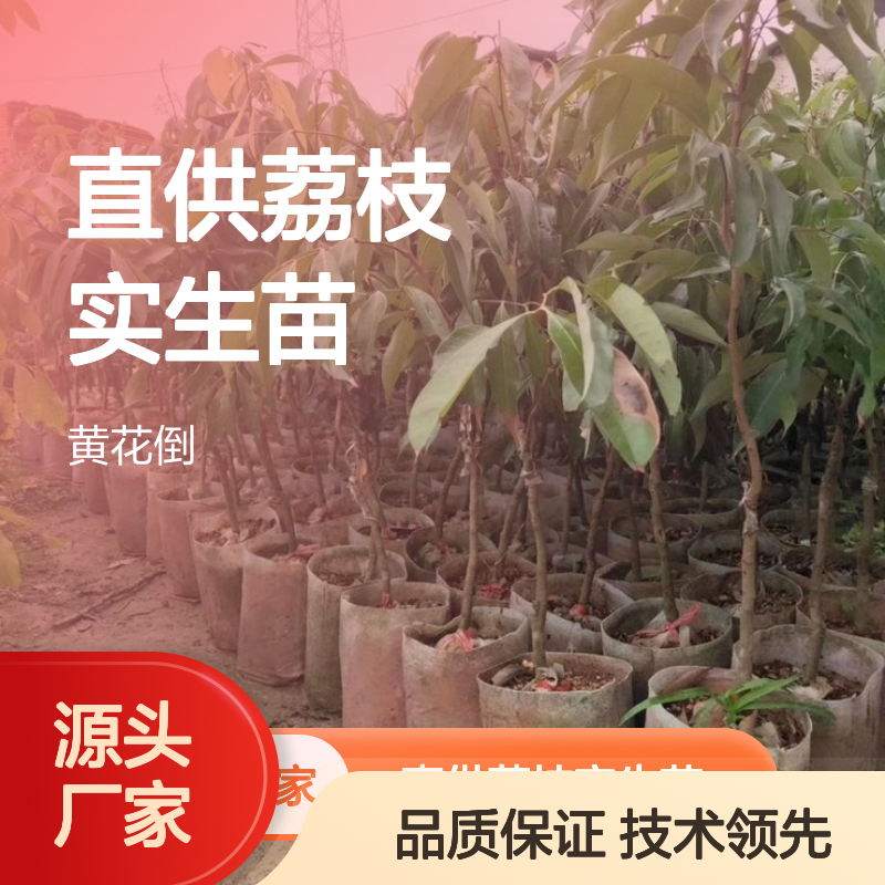 基地直供荔枝实生苗 全程技术指导 十几年苗木培育经验