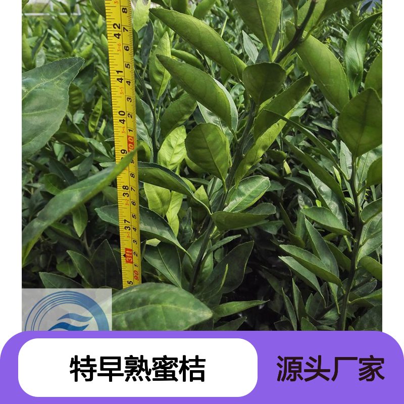 柑桔苗大分一号 优良桔子树苗批发 特早熟蜜桔 耐干旱 抗冻