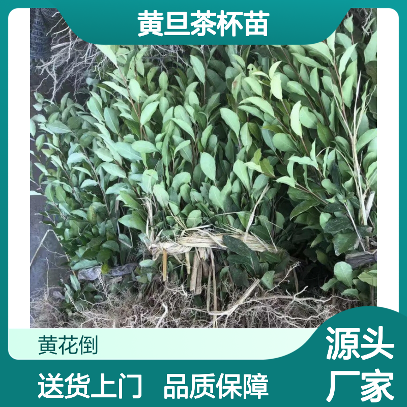 常年基地供应黄旦茶杯苗 送货上门包邮欢迎来电洽谈经验分享