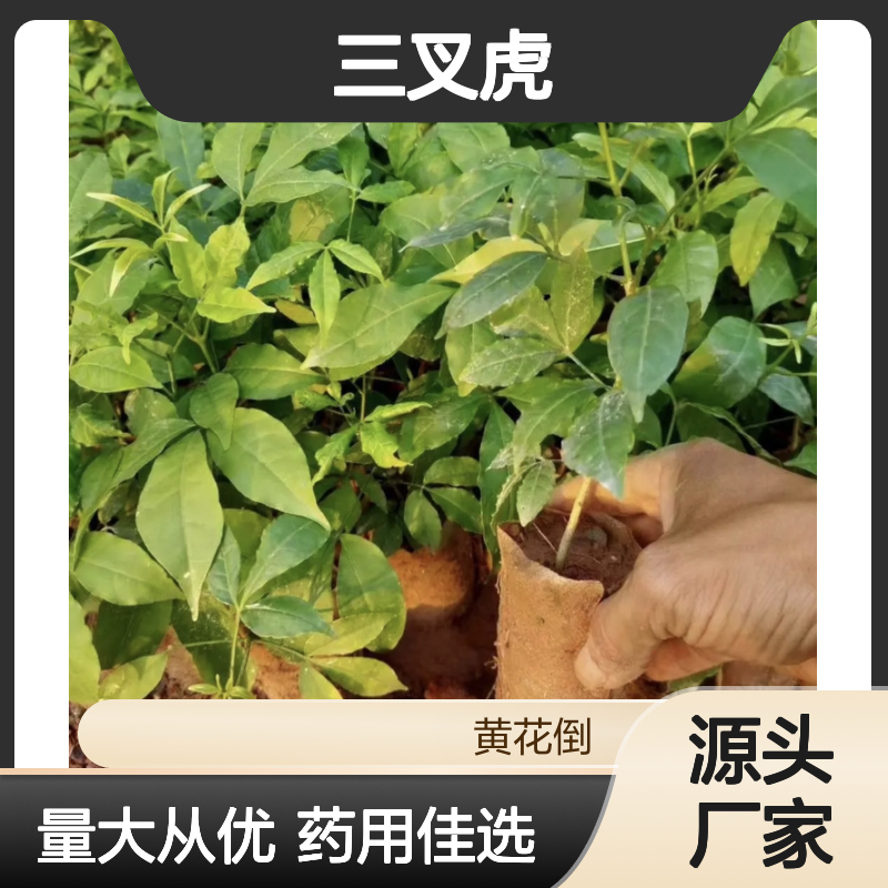 三叉虎种苗 南方特色植物 品质优良 经济高效 天然健康