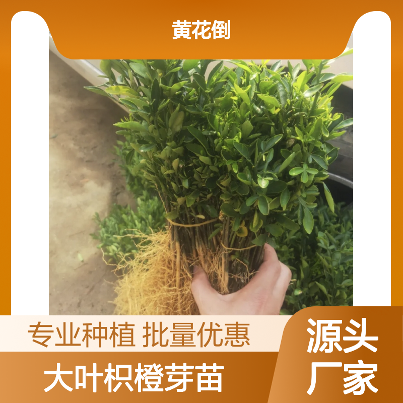 大叶枳橙芽苗 砧木优选高产嫁接 基地直供 抗病虫害