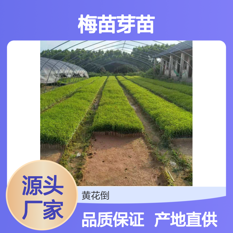 产地一手货源岗梅苗芽苗 全程技术指导 十几年苗木培育经验