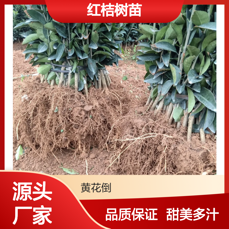 美国红桔树苗 鲜红果皮 高甜度 适应力强 耐贮性好