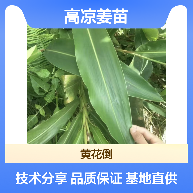 常年基地供应高凉姜苗 苗圃产地直供品质保证种植技术分享