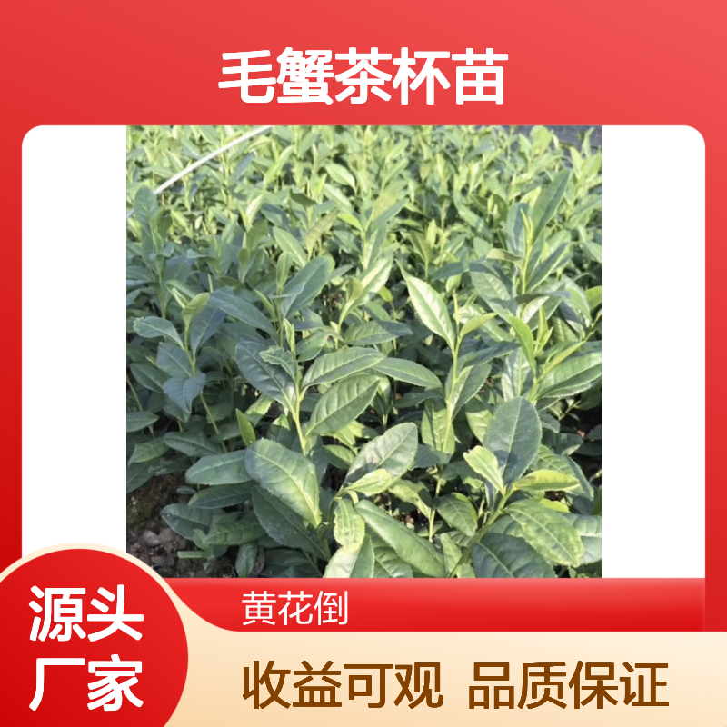 农户直供毛蟹茶杯苗 种植收益好荒山农田均可种植