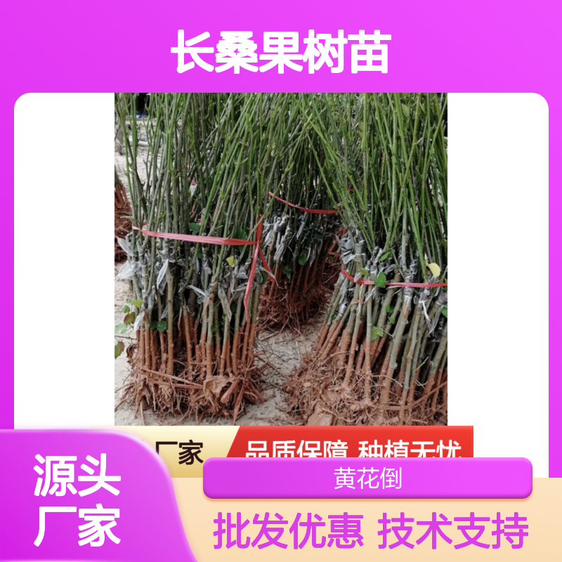 长桑果树苗 源头批发 高产稳产 种植指导 适应性强