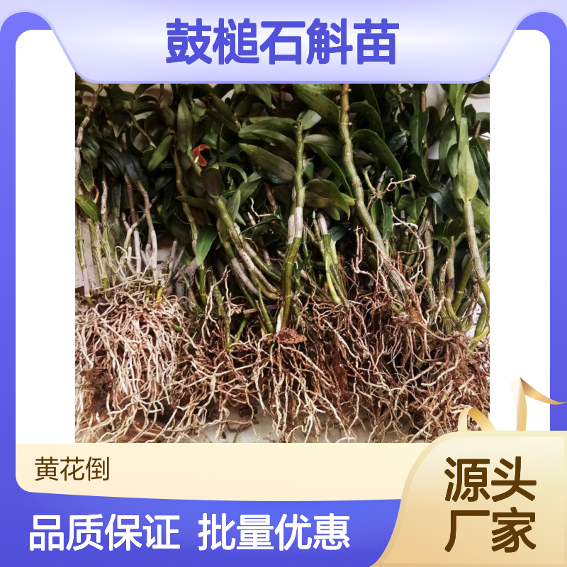 鼓槌石斛苗 产地直供 批发优选 种植专业 易于管理