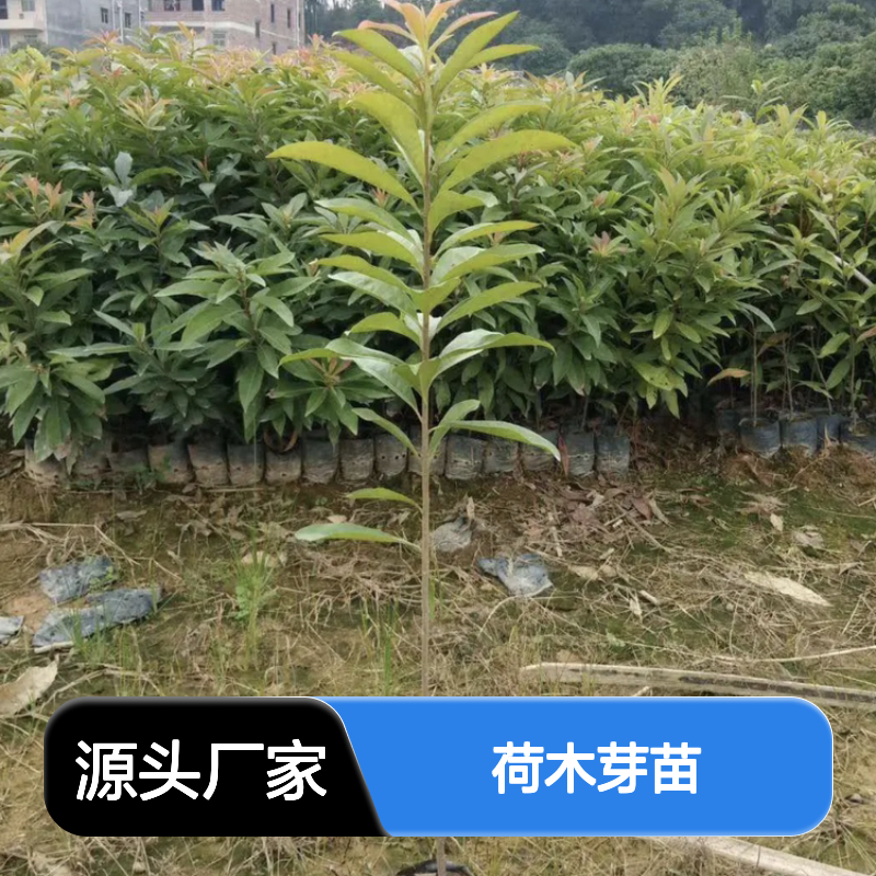 现起荷木芽苗 苗木培育专业 品质优良 防火特长