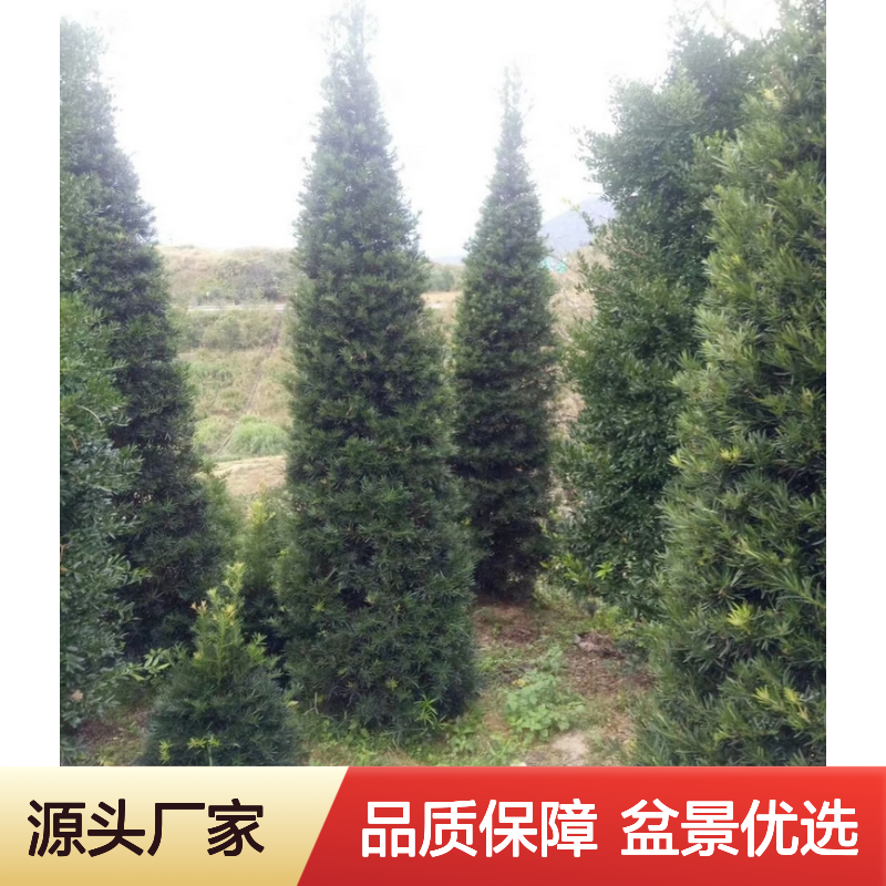 塔型罗汉松盆景 苍劲古朴观赏性强 价值颇高 养护简单