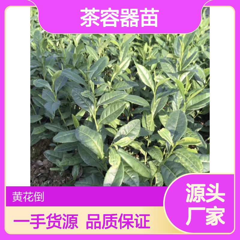 产地一手货源瑞香305茶容器苗 多年生根系发达成活高规格齐全