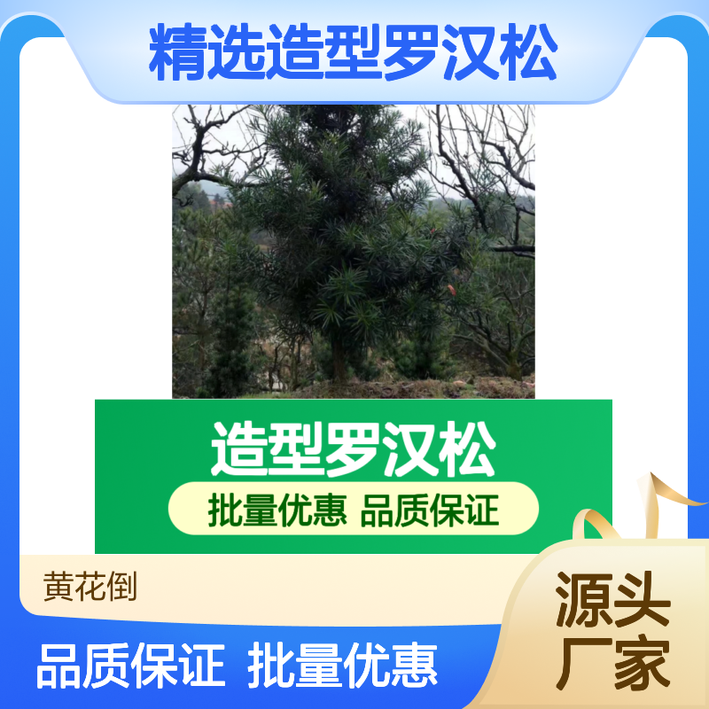 精选造型罗汉松 园林景观优选 绿意盎然 生命力强