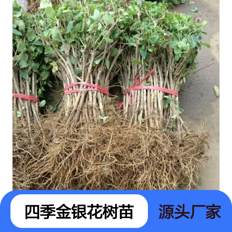 四季金银花树苗 基地直供 高产稳产 适应性强 极易种植