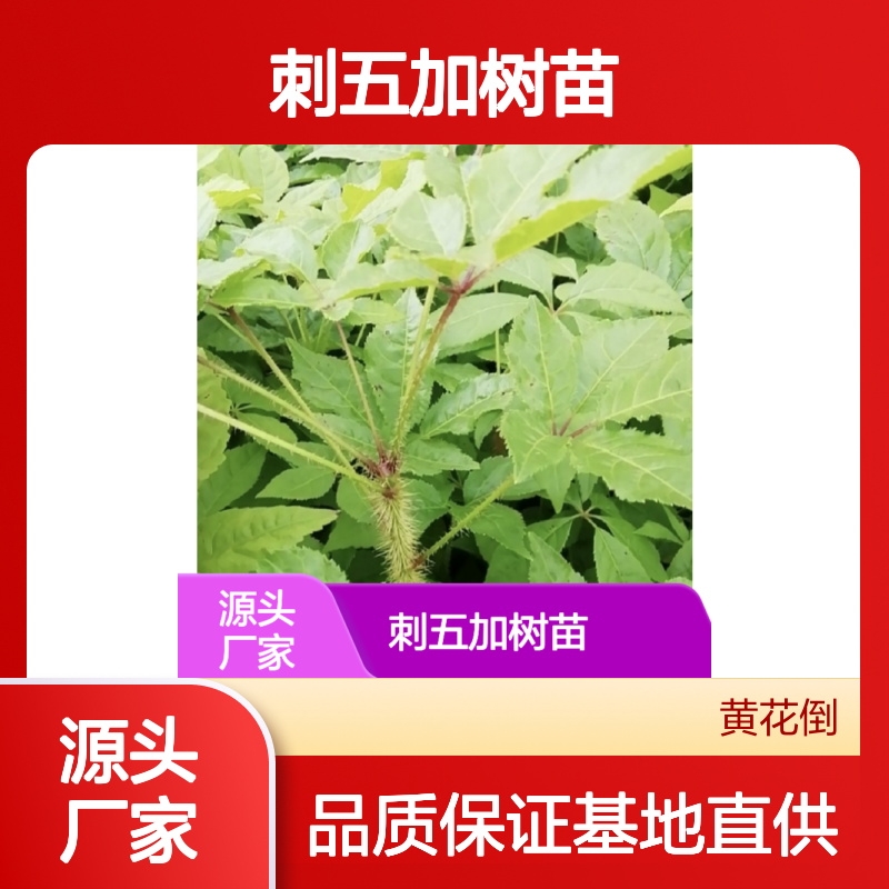 刺五加树苗 基地直供 园林绿化优选 高成活率 科学种植