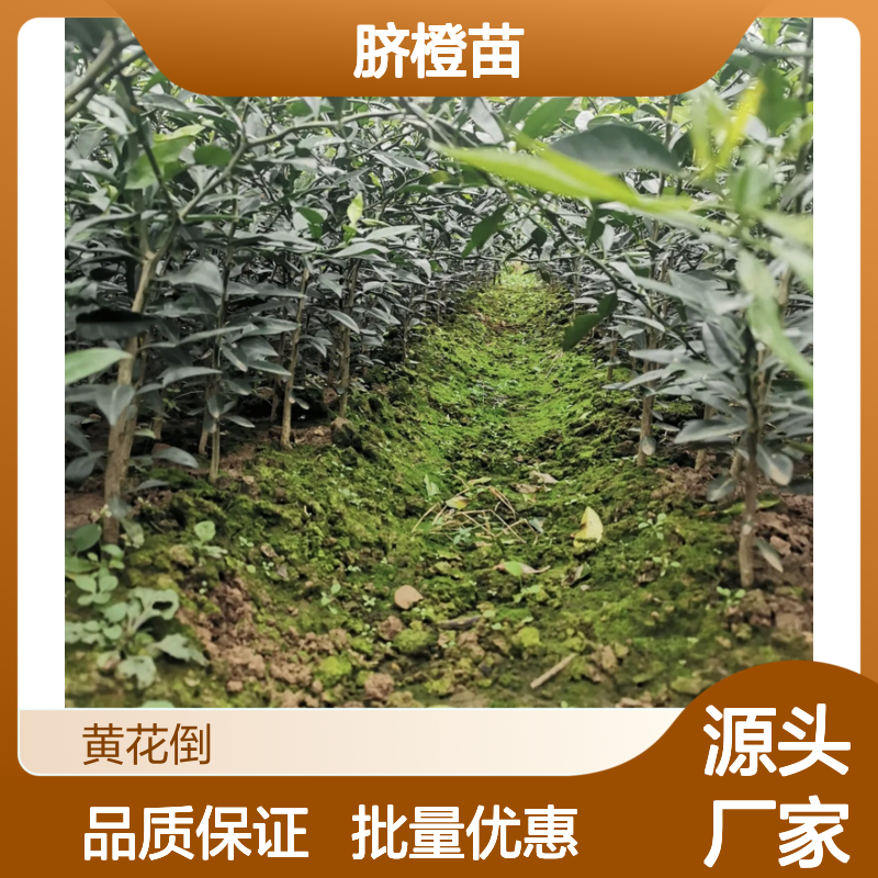 批发伦晚脐橙苗 经济寿命长 丰产优质 基地直供