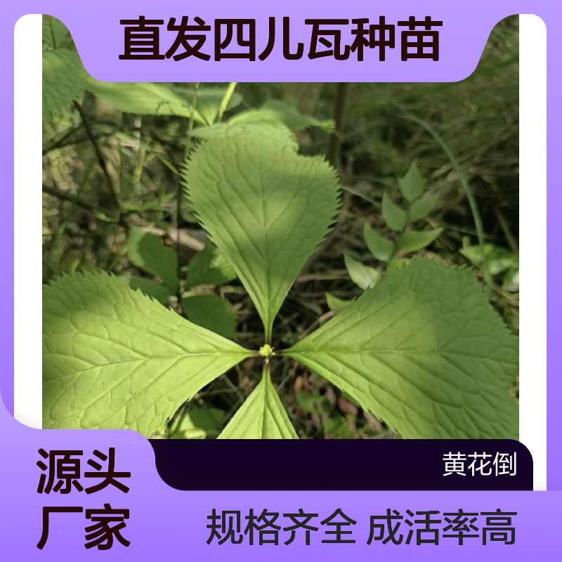产地直发四儿瓦种苗 多年生根系发达成活高规格齐全