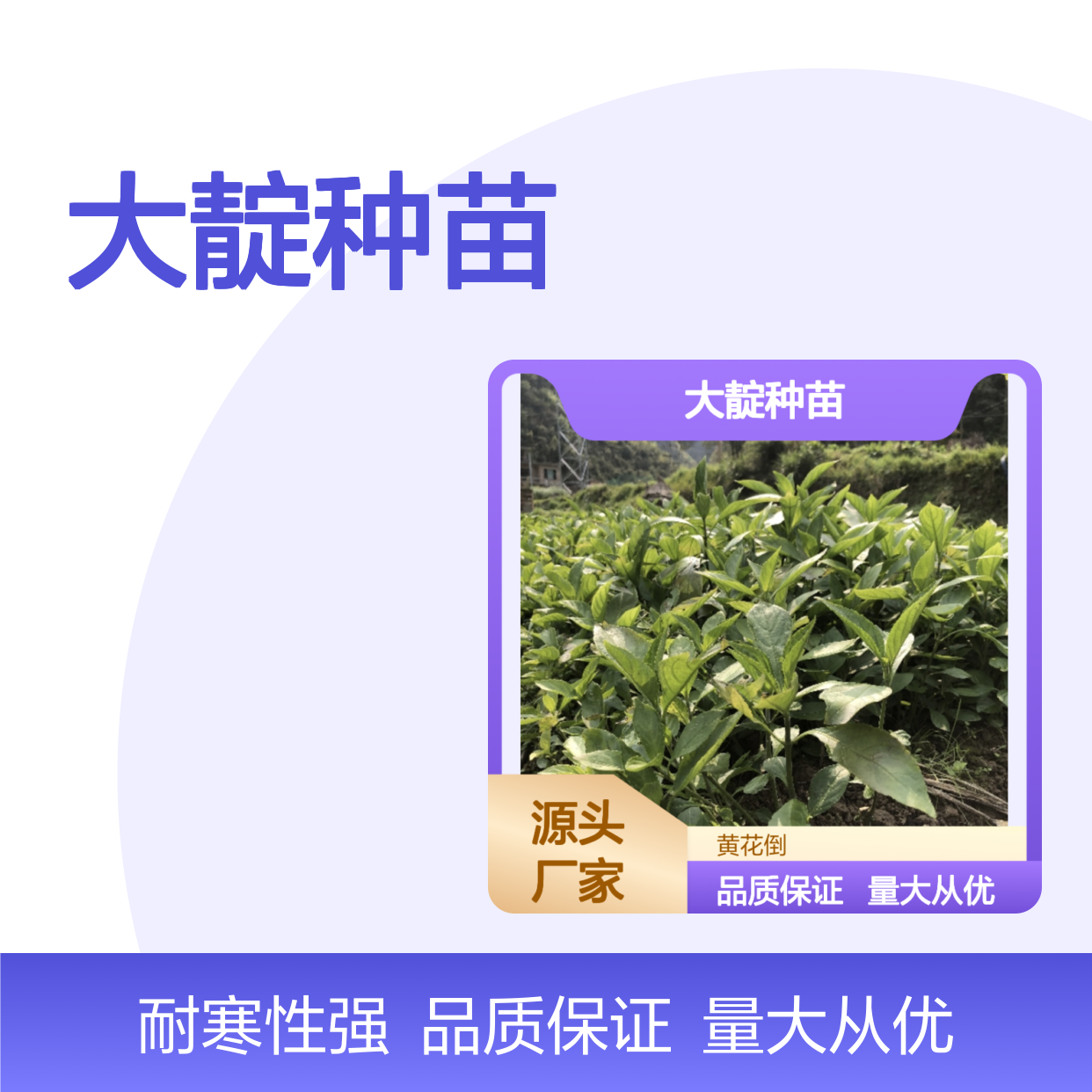大靛种苗 优质批发 园林植物常绿灌木 耐寒性强