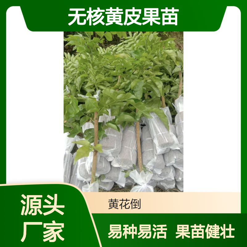 无核黄皮果苗 椭圆形种果大味甜 嫁接培育 生长迅速