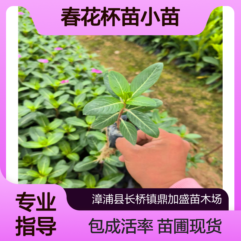 鼎加盛 长 春花杯苗小苗 红色系观花龙枝型 灌丛地被 苗圃现货包成活