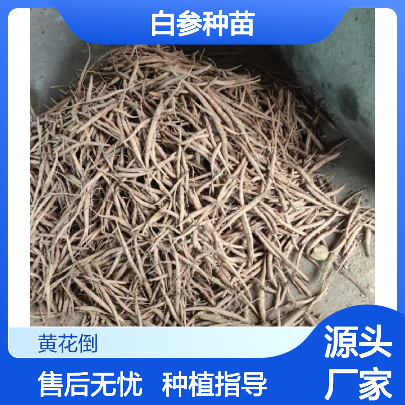 白参种苗 苗圃直供 品质保证 技术分享 适应性强